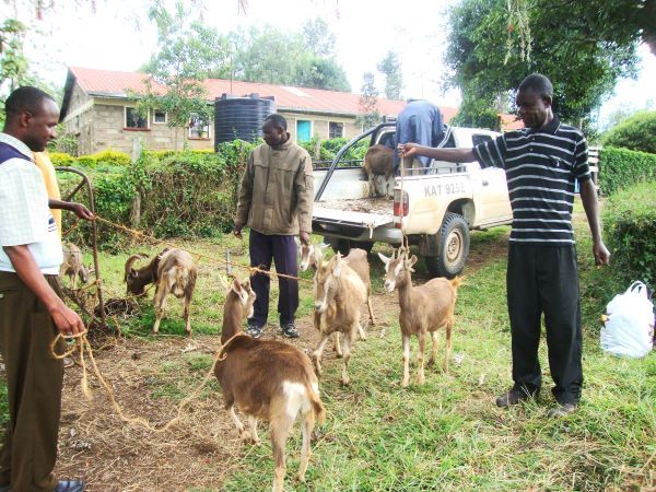 Household Economic Strengthening